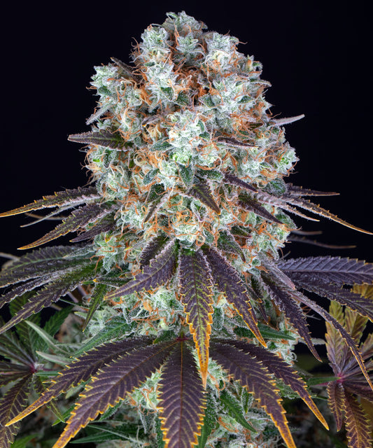 BARNEY'S FARM Bruce Banner
