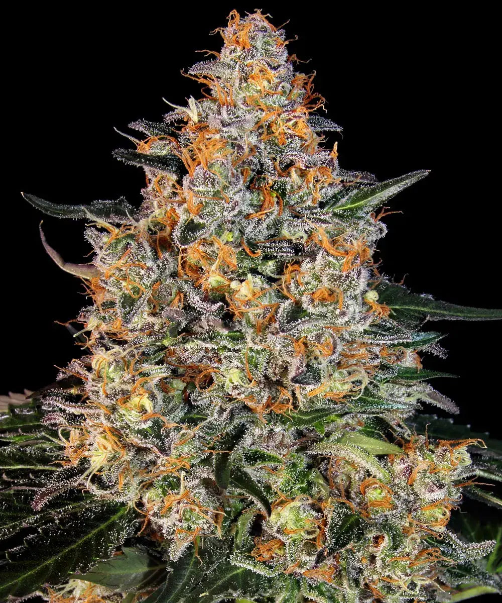 BARNEY'S FARM Bubba Kush