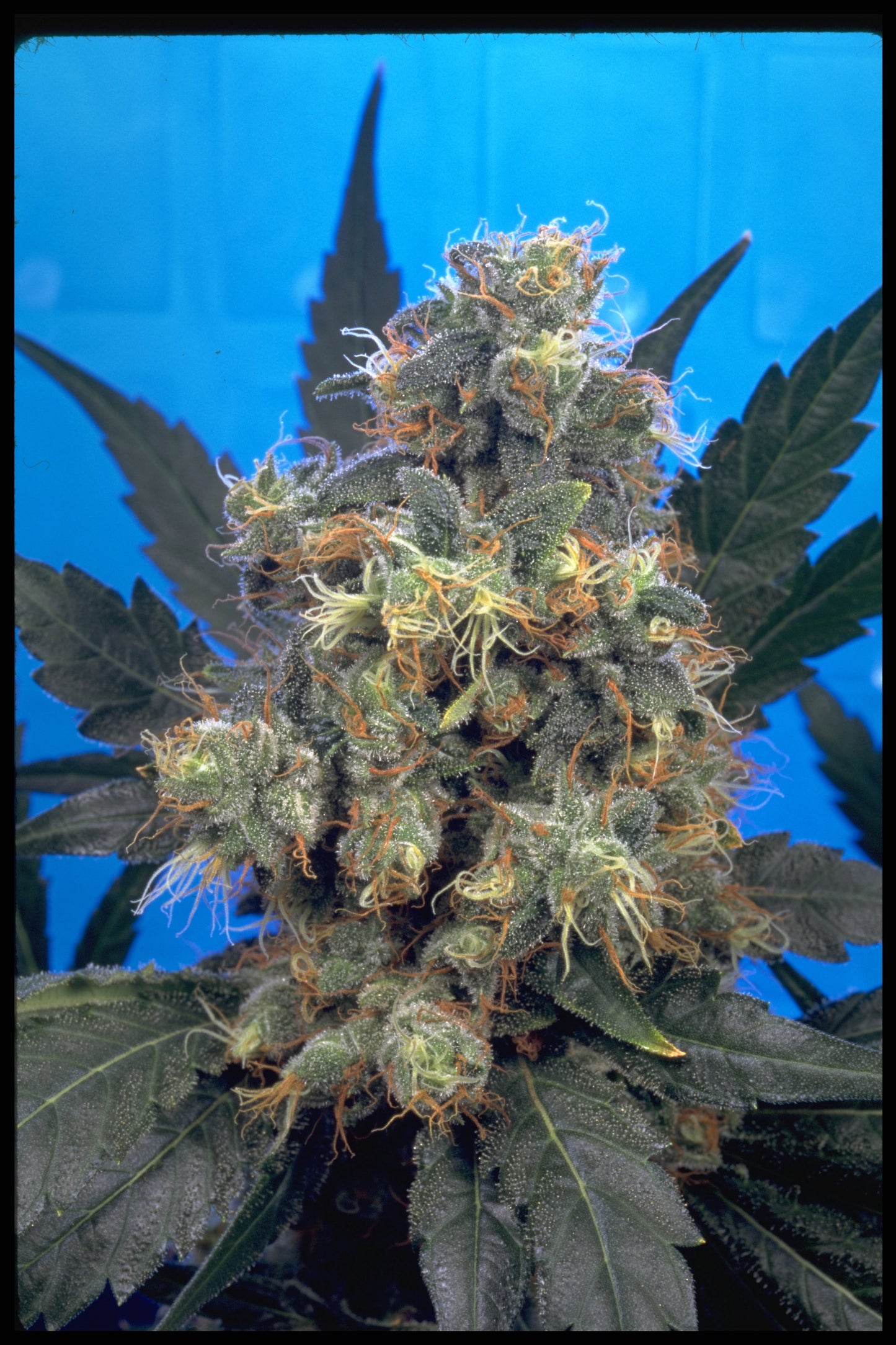 SERIOUS SEEDS Bubble Gum