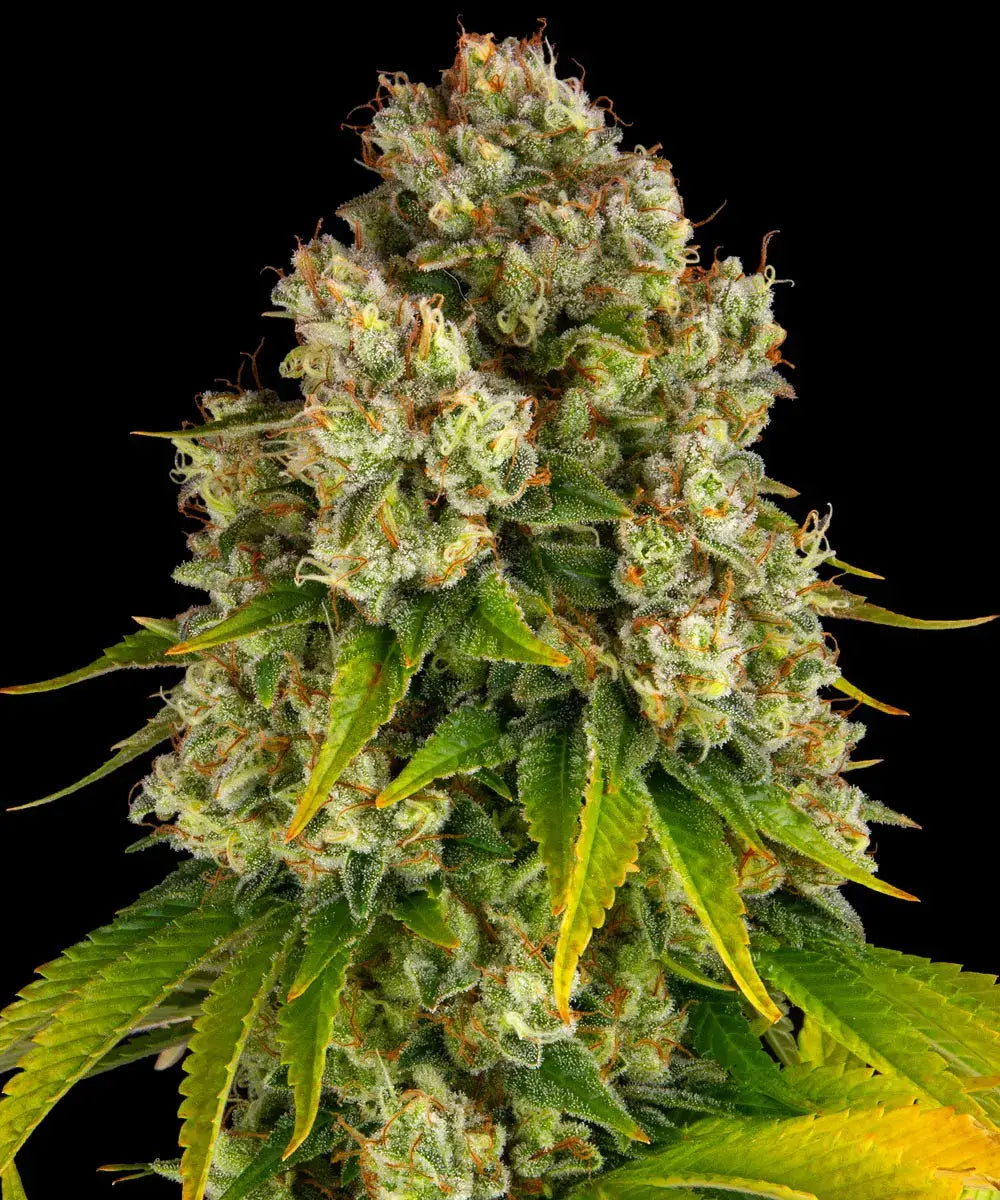 BARNEY'S FARM Cheese