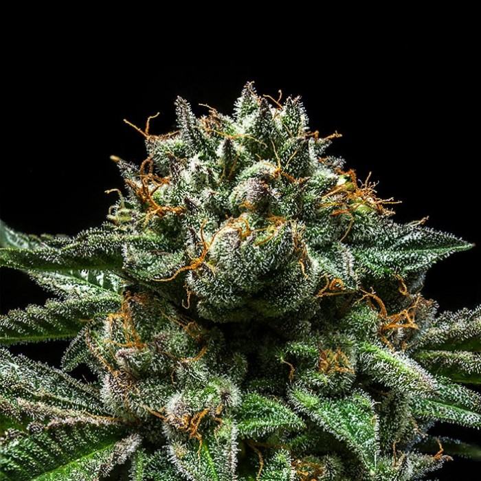 RIPPER SEEDS Chempie