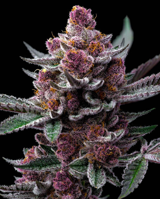 BARNEY'S FARM Cherry Poppers