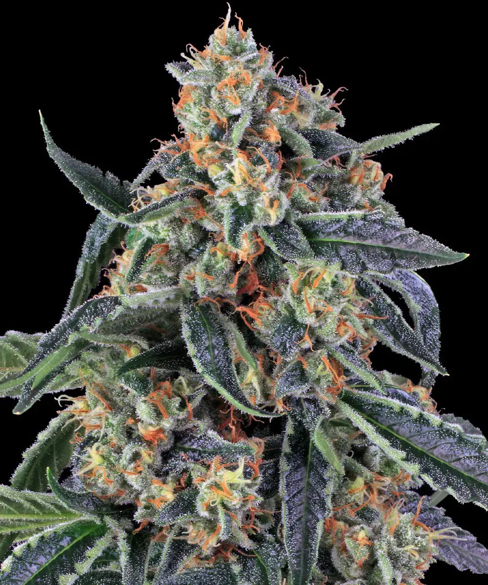 BARNEY'S FARM Cookies Kush