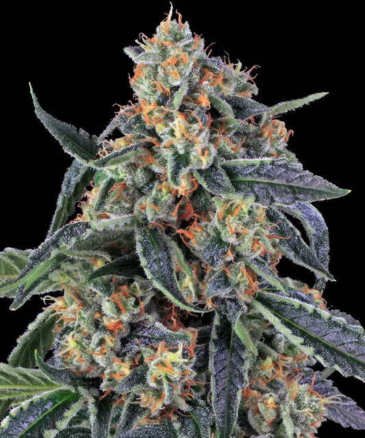 BARNEY'S FARM Cookies Kush