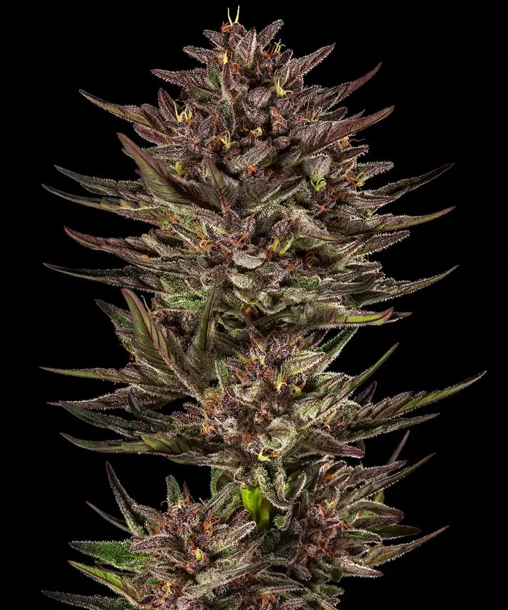 BARNEY'S FARM Frosted Zinn x Cookie Dog Auto