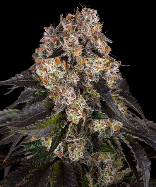 BARNEY'S FARM Girl Scout Cookies