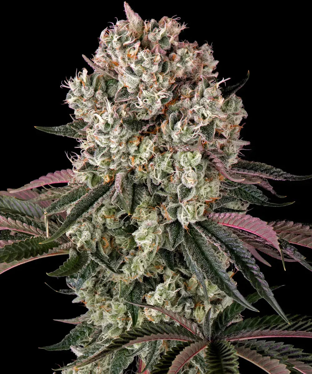 BARNEY'S FARM Glookies