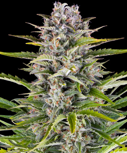 BARNEY'S FARM Gorilla Zkittlez