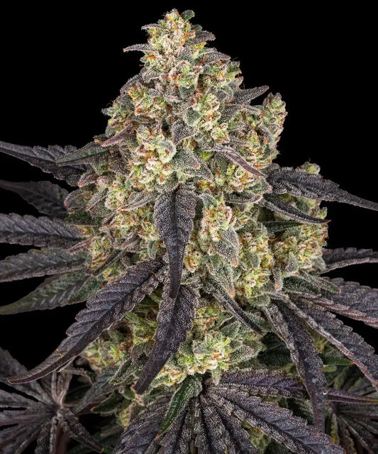 BARNEY'S FARM Kush Mintz