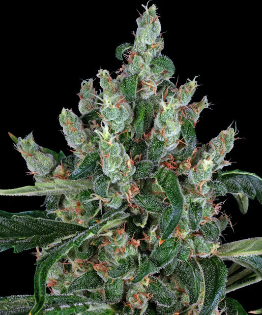 BARNEY'S FARM Laughing Buddha