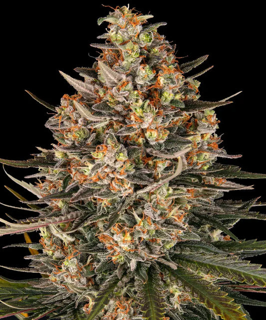 BARNEY'S FARM Lemon Drizzle