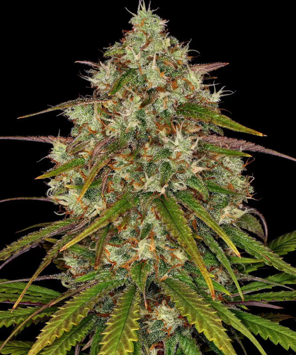 BARNEY'S FARM Liberty Haze