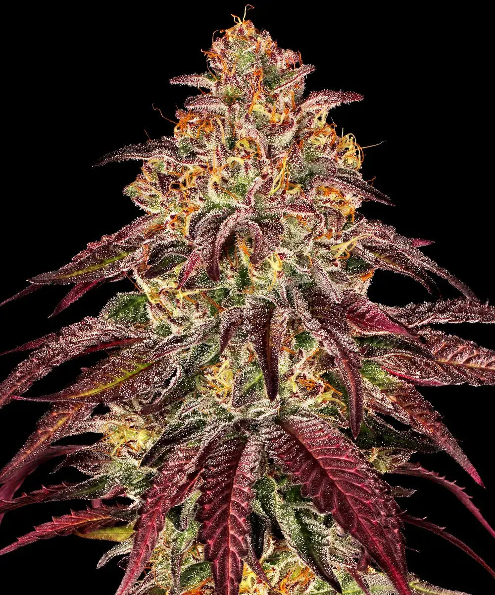 BARNEY'S FARM Mimosa x Orange Punch Auto