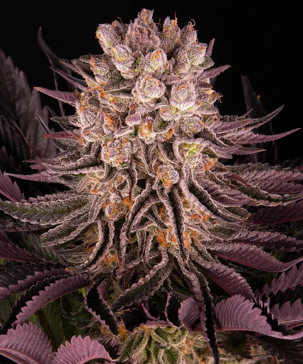 BARNEY'S FARM Mimosa x Orange Punch