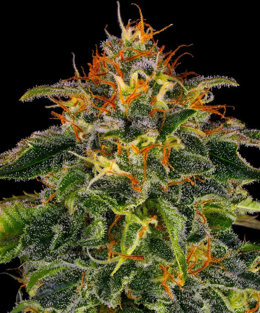 BARNEY'S FARM Moby Dick