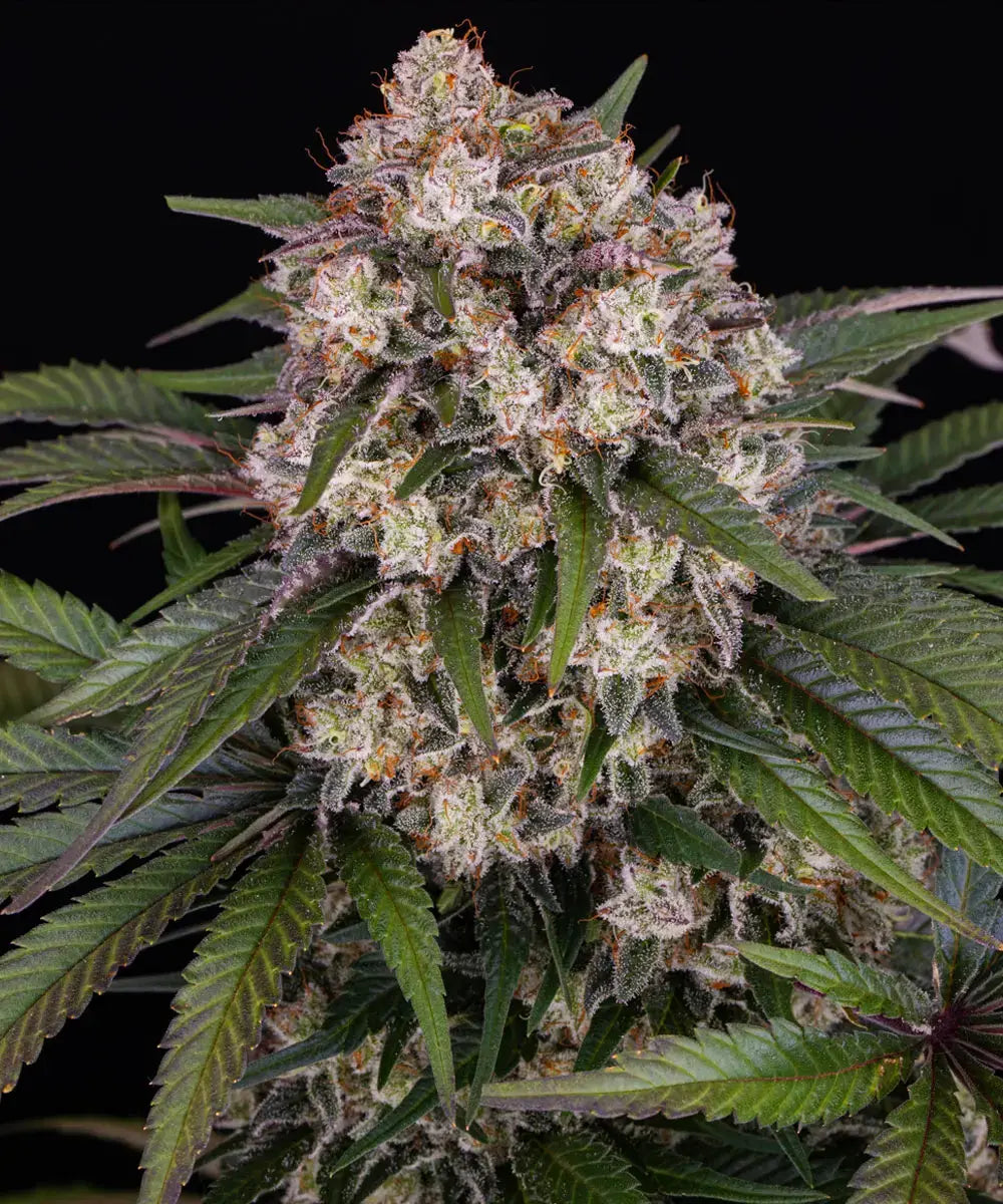 BARNEY'S FARM OG Kush Auto