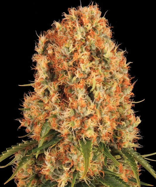 BARNEY'S FARM Orange Sherbert