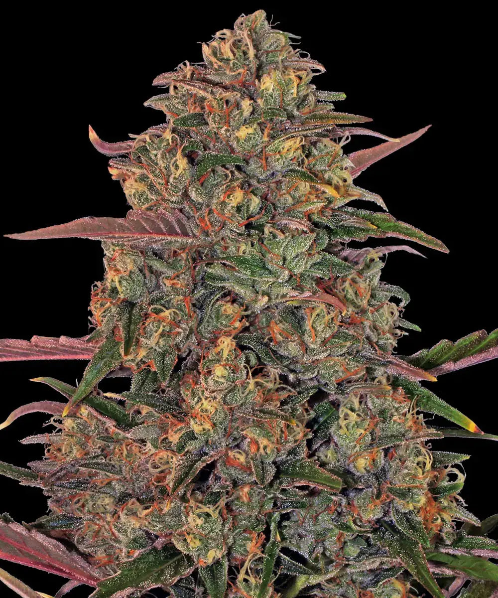 BARNEY'S FARM Pineapple Chunk