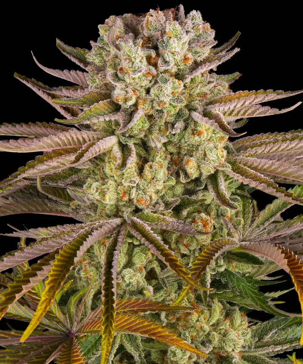 BARNEY'S FARM Pineapple Express
