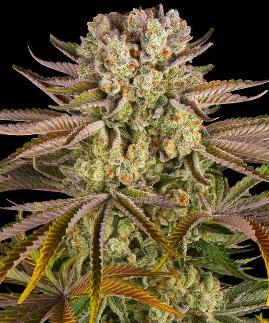 BARNEY'S FARM Pineapple Express