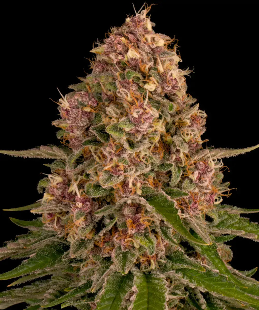 BARNEY'S FARM Pink Kush