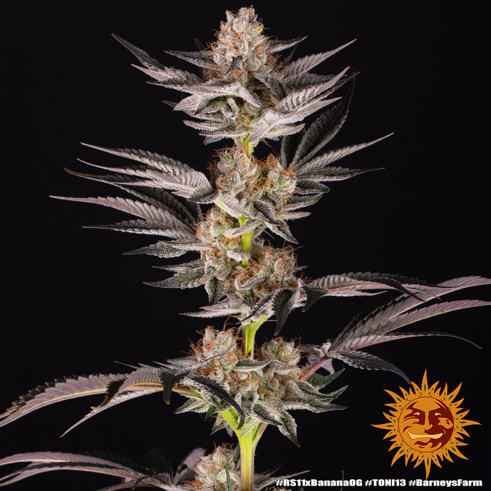 BARNEY'S FARM RS11 x Banana OG