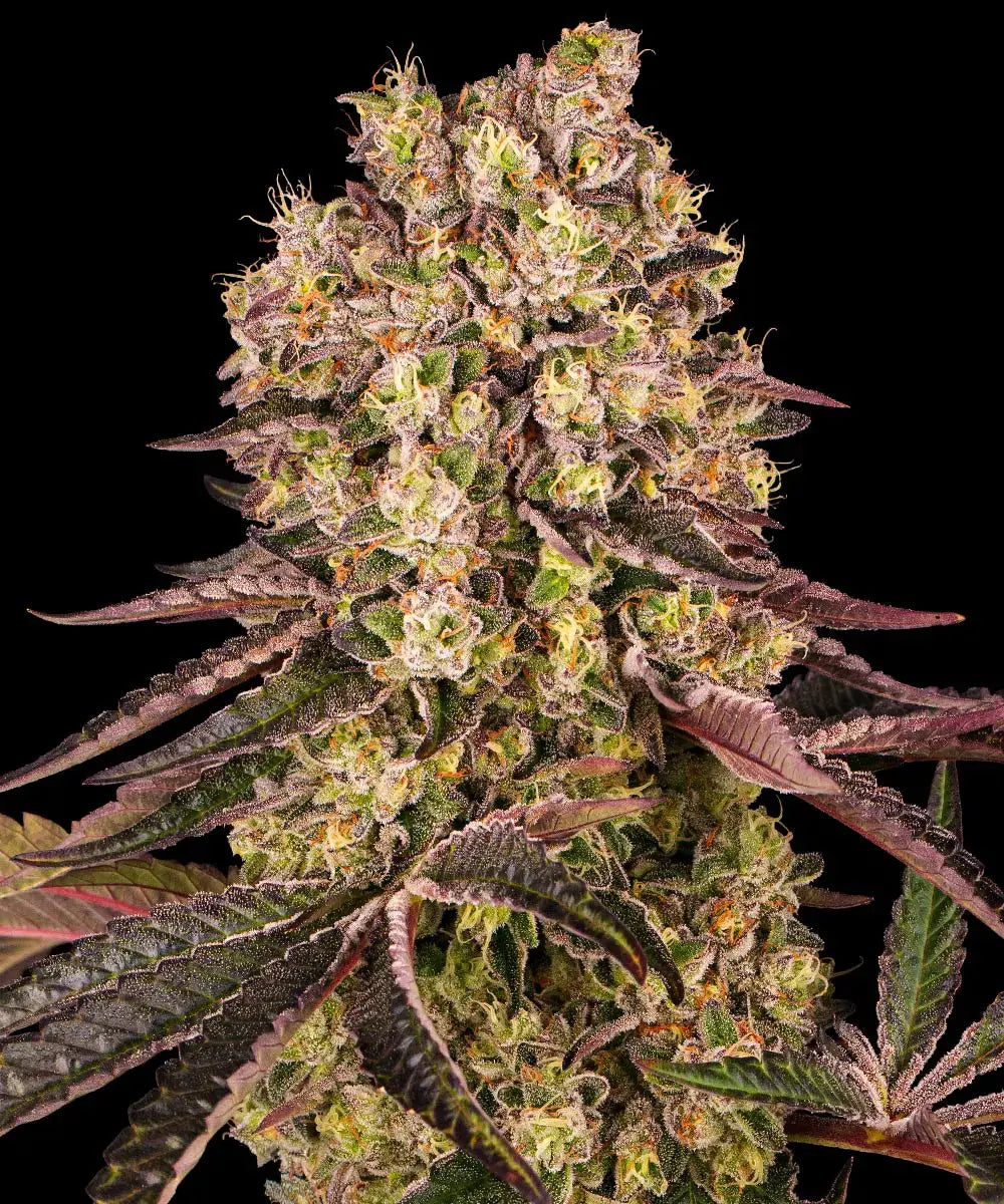 BARNEY'S FARM Runtz Muffin