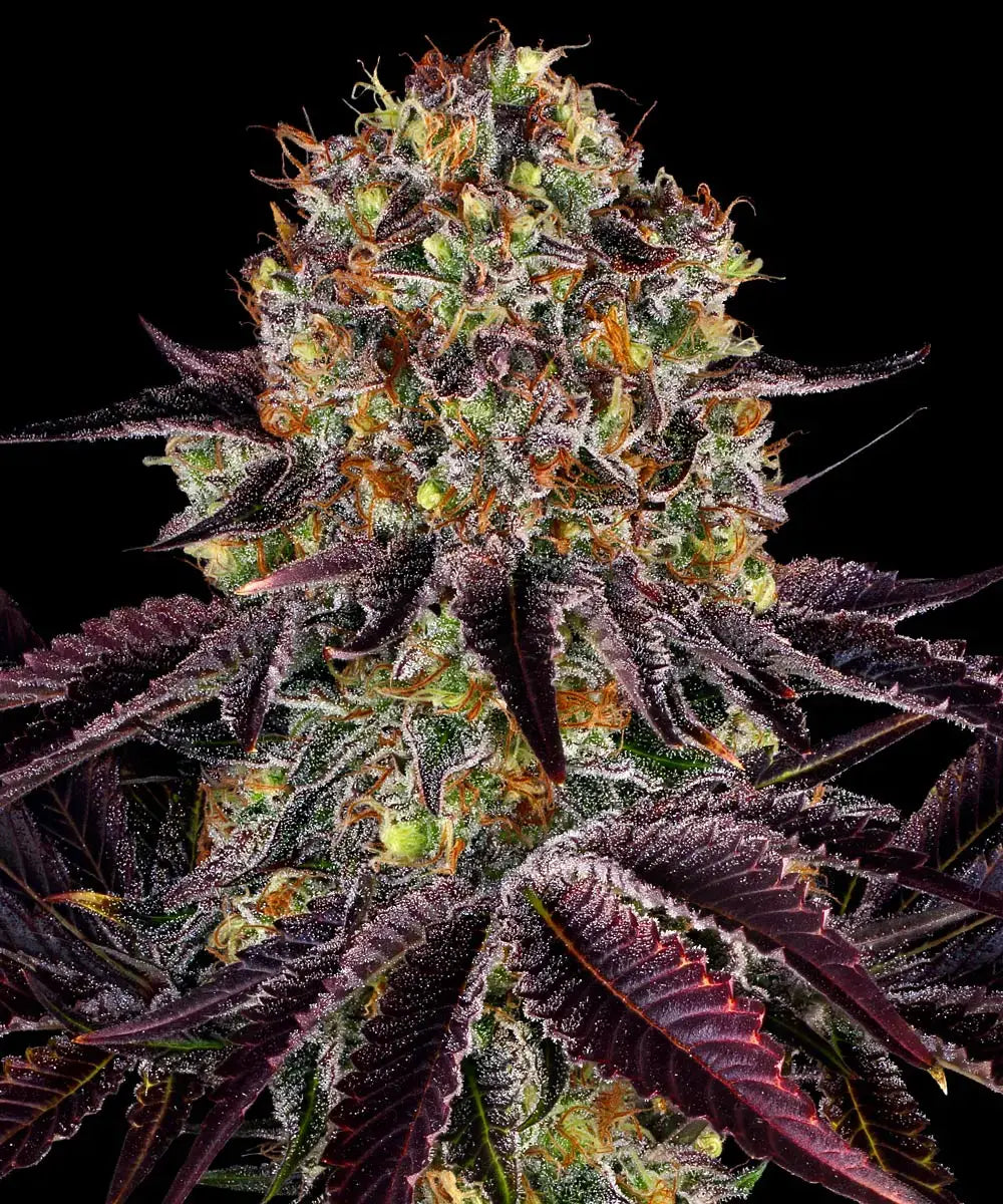 BARNEY'S FARM Runtz x Layer Cake