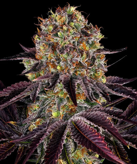 BARNEY'S FARM Runtz x Layer Cake