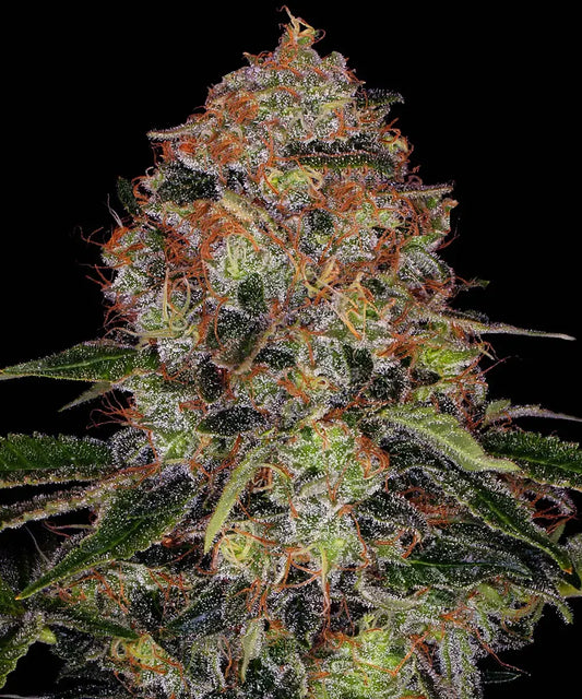 BARNEY'S FARM Shiskaberry