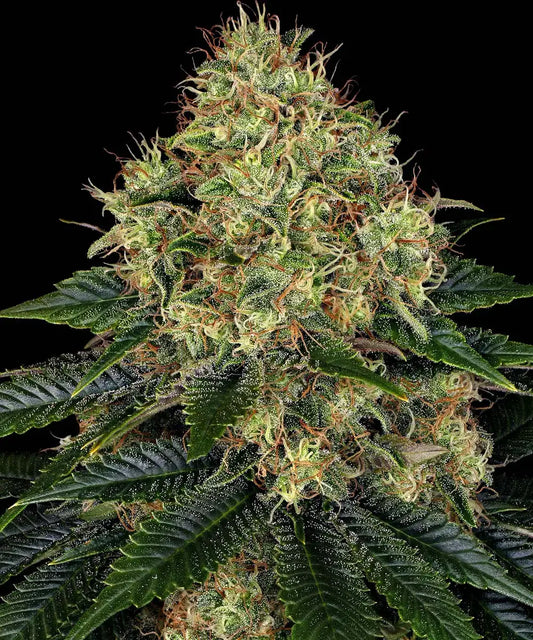 BARNEY'S FARM Skywalker OG Auto