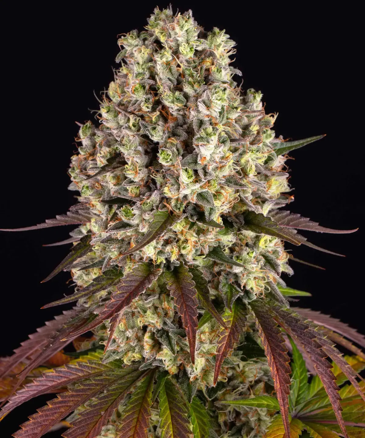 BARNEY'S FARM Sour Diesel