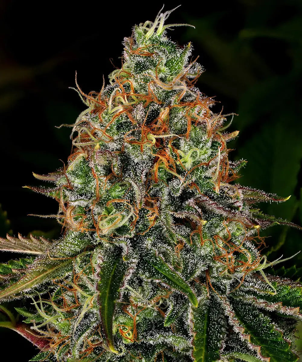 BARNEY'S FARM Tangerine Dream Auto