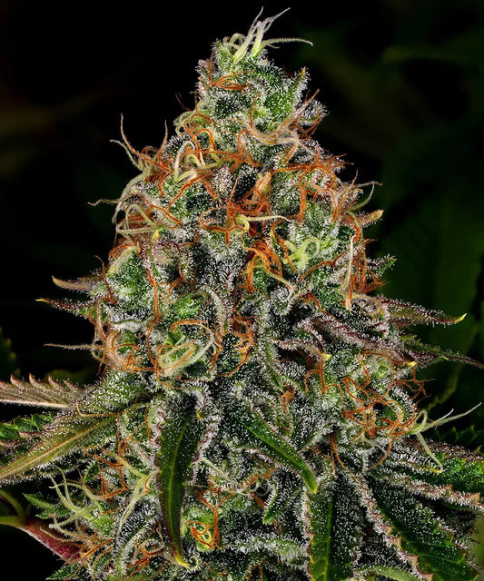 BARNEY'S FARM Tangerine Dream Auto