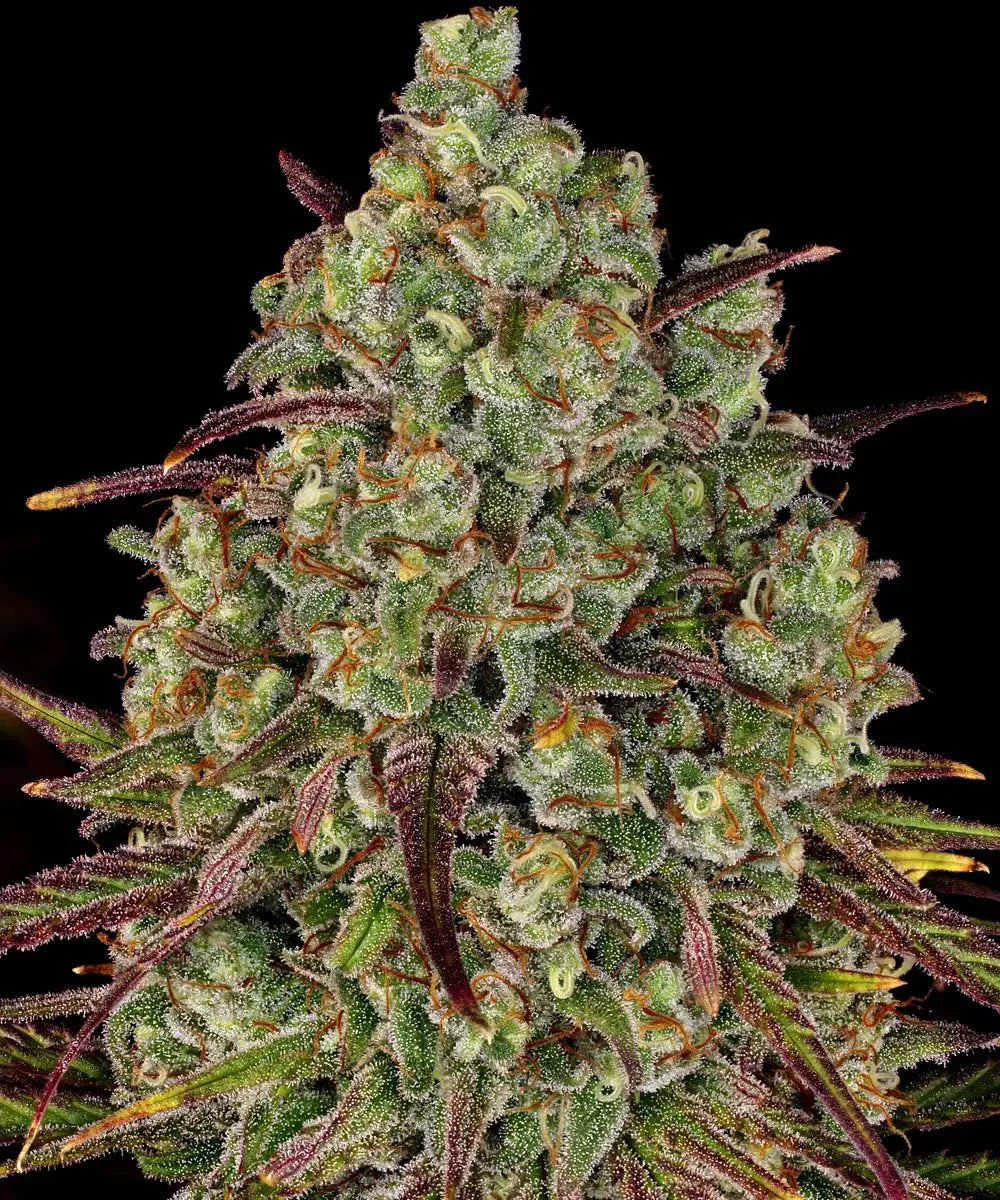 BARNEY'S FARM Tangerine Dream