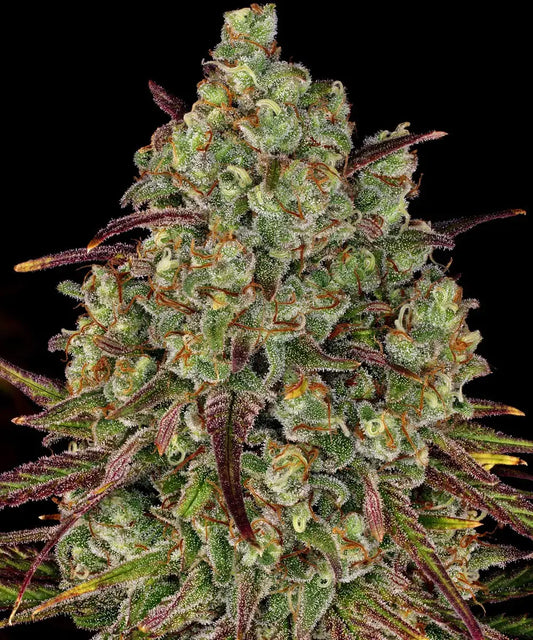 BARNEY'S FARM Tangerine Dream