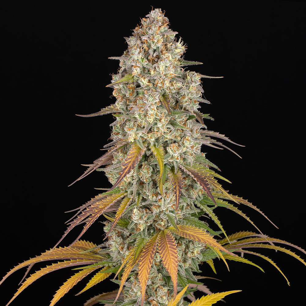 BARNEY'S FARM Thin Mint x Sour Pinot Auto