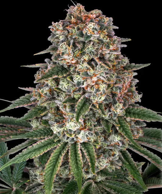 BARNEY'S FARM Tropicanna Banana