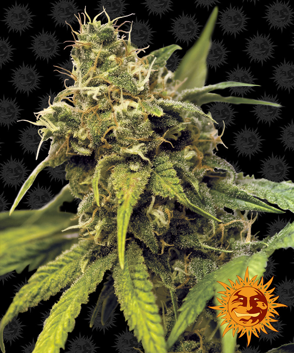 BARNEY'S FARM Utopia Haze