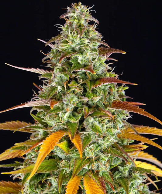 BARNEY'S FARM Watermelon Zkittlez Auto