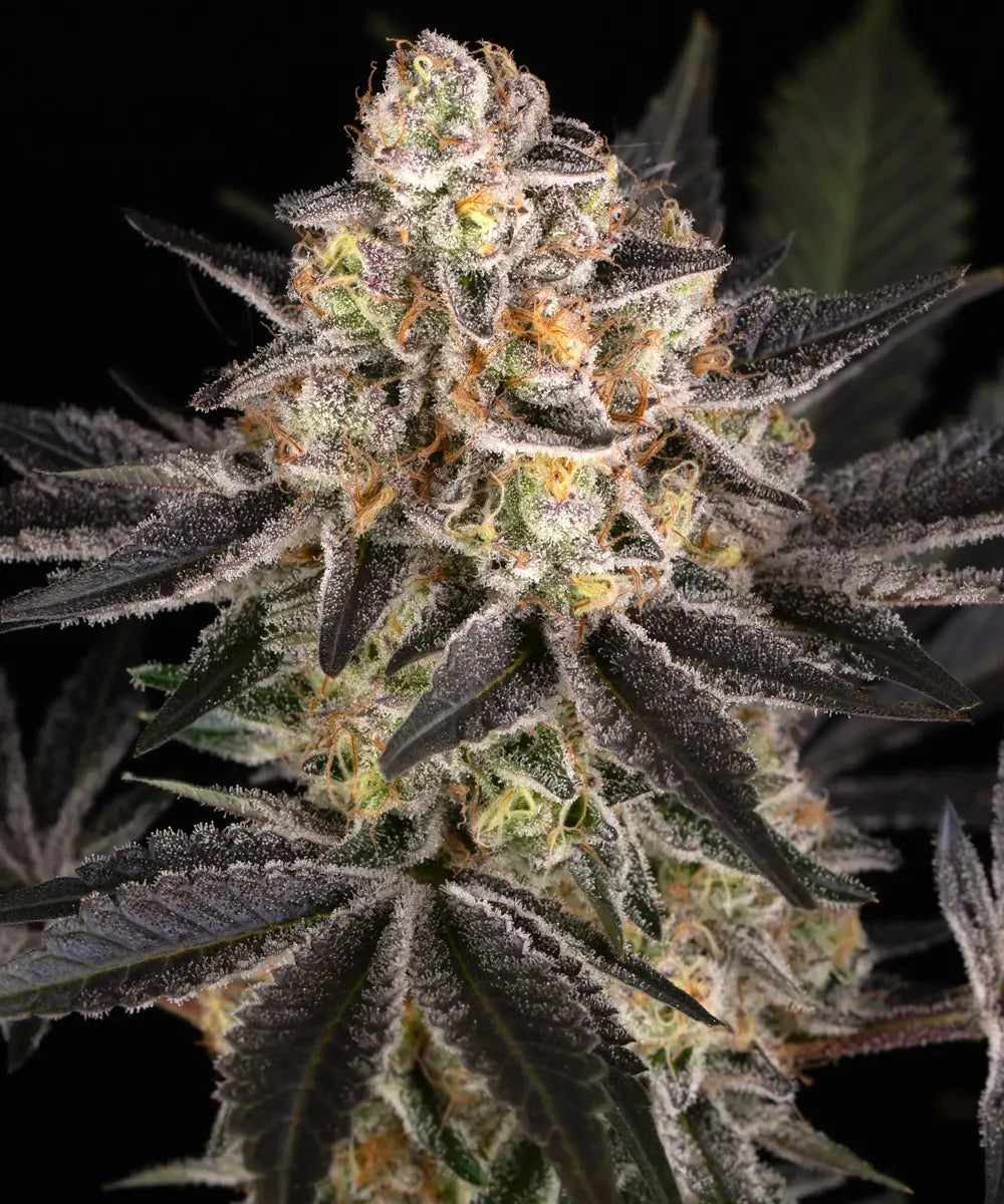 BARNEY'S FARM White Runtz